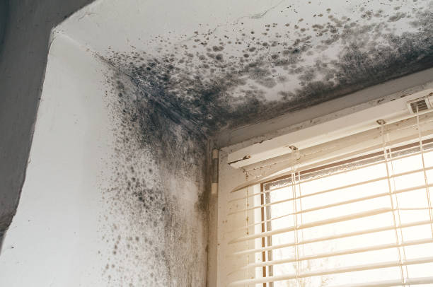 Affordable Mold Cleanup solutions in Worcester, PA